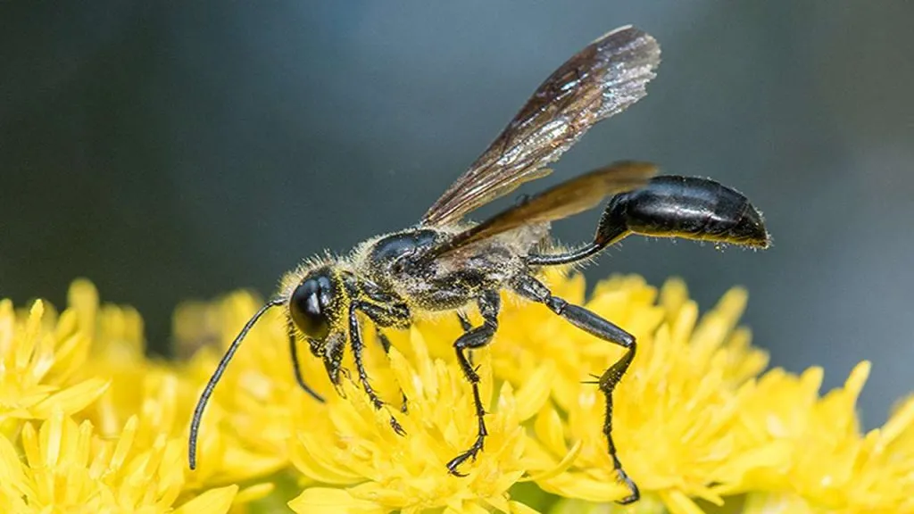 how wasps benefits the environment